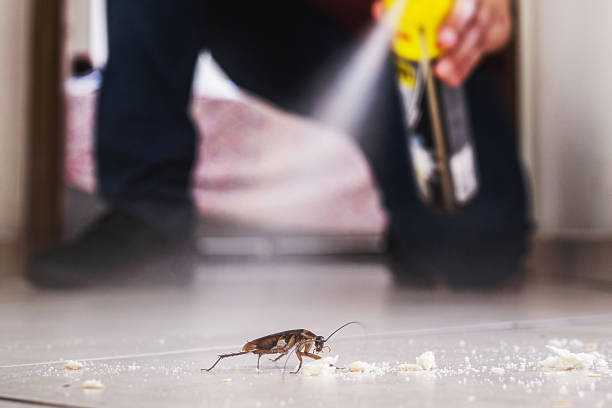 Best Mosquito Control Services  in Kensington Park, FL