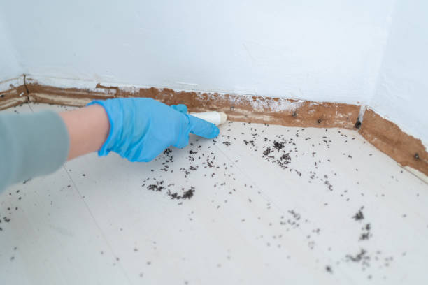 Best Pest Prevention Services  in Kensington Park, FL